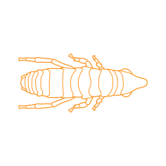 Animals Insects Dog Flea Outline Svg Vector, Free Vectors File